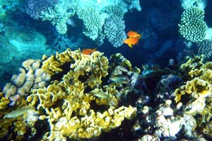 Рыбки и кораллы